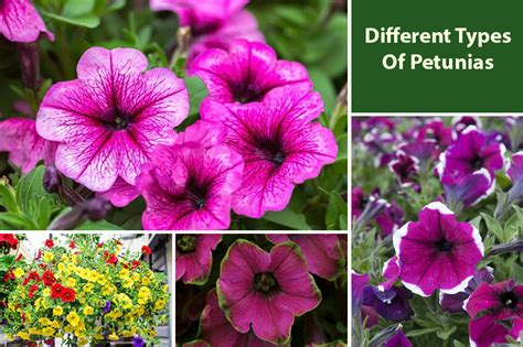 Petunia Plant Varieties Different Types Species And Cultivars