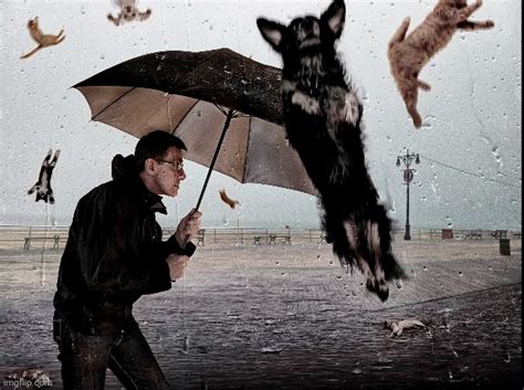 Its Raining Cats And Dogs Imgflip