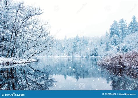 Frozen Lake In Snowy Forest Stock Photo Image Of Scenery Light