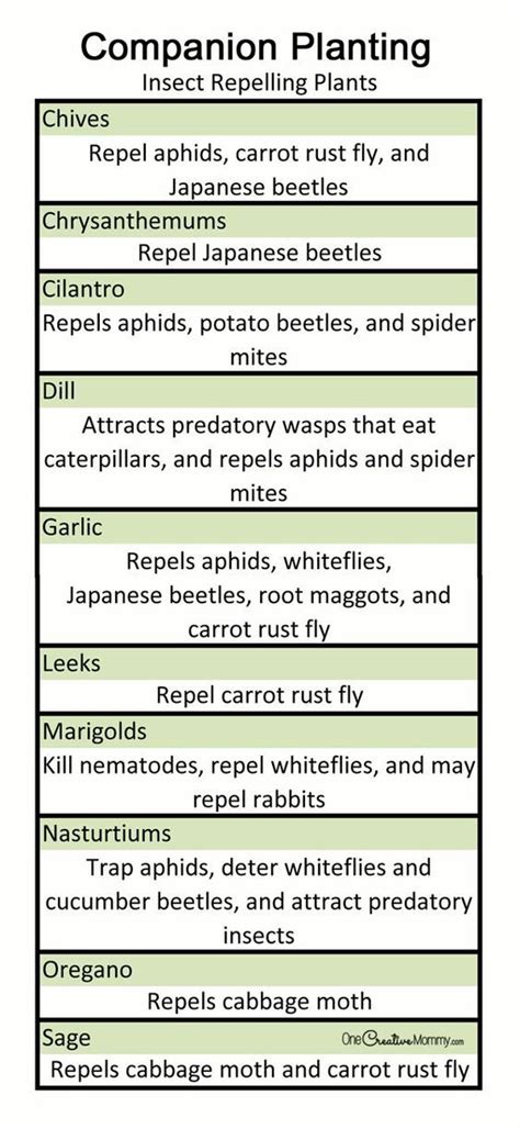 The guide to keeping healthy, thriving chickens in your backyard (i5 press. Gardening for Dummies: Companion Planting {Free Printable ...