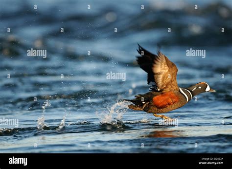 Harlequin Duck Flying Hi Res Stock Photography And Images Alamy