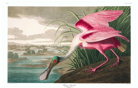All 435 Illustrations From John J Audubons Birds Of America Are