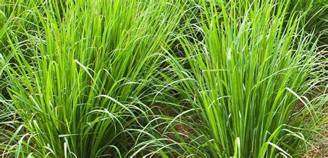 Vetiver Essential Oil Uses And Potential Benefits