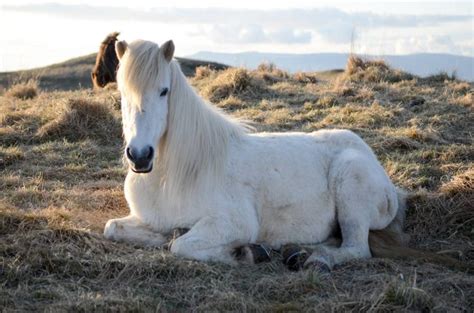 9 Things You Didnt Know About The Icelandic Horse Whats On In Reykjavík