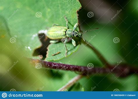 Green Bug On Green Leaf Stock Image Image Of Hole Herbal 188258495