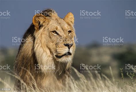 Portrait Of A Majestic Male Lion Stock Photo Download Image Now Istock