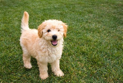Mini Goldendoodle Puppies For Sale Keystone Puppies