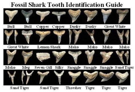 Must contain at least 4 different symbols; Shark Teeth Identification | sharktooth | Things Harrison ...