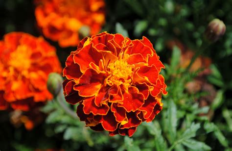 Tagetes Bunga Siswa Mekar Foto Gratis Di Pixabay Pixabay