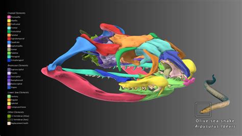 Olive Sea Snake Skull Anatomy 3d Model By Blackburn Lab
