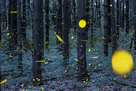 Magical Long Exposure Firefly Pictures By Vincent Brady