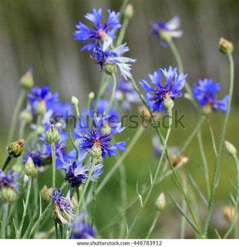Lush Bush Blue Cornflower Grows On Stock Photo 448783912 Shutterstock