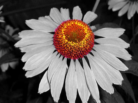 Black and white water lily flower (lotus), lotus flower isolated on white background, clipping path black and white photography. Pin by Kathy Johnson on COLORFULL LANGUAGE | Black and ...