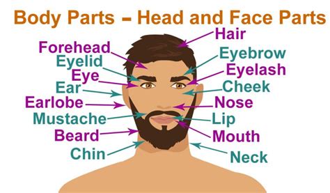 Interactive human face anatomy figure with clickable parts including forehead, eyes, cheek, nose, mouth, etc. Parts of the body by Learn English Fun Club copy1 on emaze