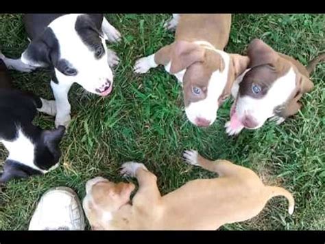 They'll spend pretty much all of their time eating or sleeping. Nixons Pitbull puppies at 6 weeks - YouTube
