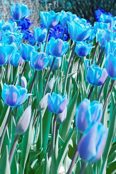 Blue Tulips By Lali Kacharava Beautiful Flowers Images Blue Tulips