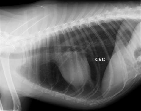 Left Lateral Thoracic Radiograph Of A Mixed Breed Dog With