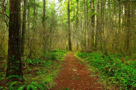 Pacific Northwest Forest Trail Stock Photo Image Of Washington