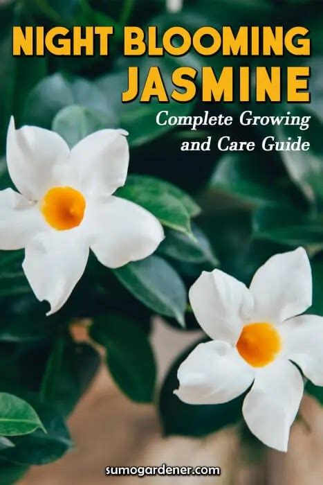 Night Blooming Jasmine Complete Growing And Care Guide