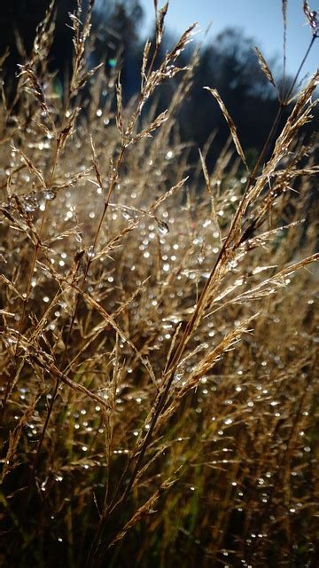 Grass Dew Dewdrop Free Photo On Pixabay Pixabay