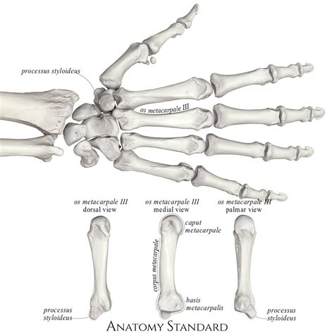 Anatomy Standard Drawing Third Metacarpal Bone Latin Labels