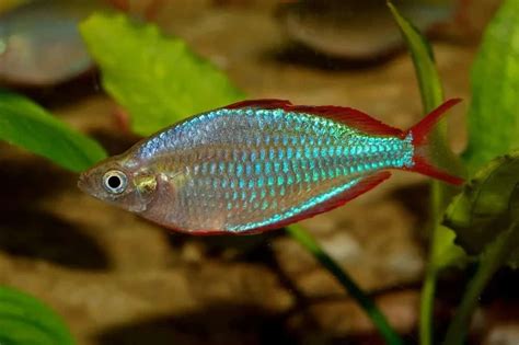 It might come in handy the. 10 Different Types of Rainbowfish - Nayturr