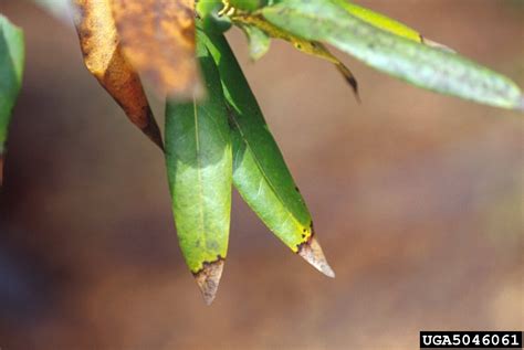 Sudden Oak Death Phytophthora Ramorum