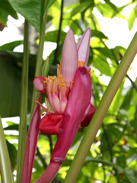 How long before banana tree bears fruit. Pink Teddy Bear Banana Tree (musa velutina) - Urban Tropicals