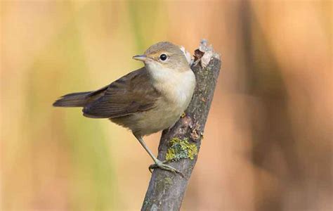 Reed Warbler Bird Identification Guide Bird Spot