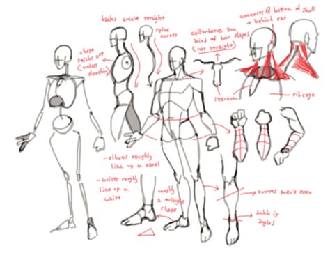 Artistic Endeavors Anatomy Drawing Anatomy Sketches Anatomy Reference