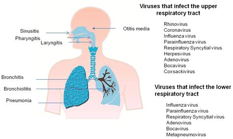 Upper Respiratory Infection Vs Lower Human Body Anatomy