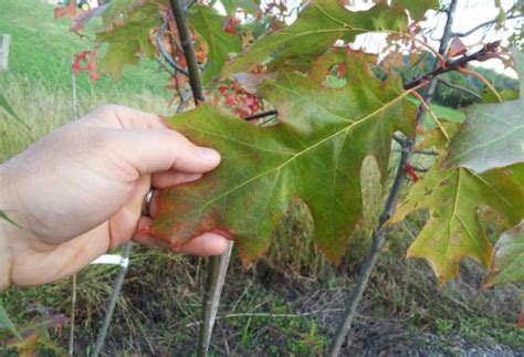 Need help identifying this flower. Indiana Shade, Evergreen, Flowering Trees - Hoosier Home ...