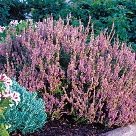 Spyfam step dad spies on masturbating step daughter. Spring Torch Heather | Northwest flowers, Perennials, Plants