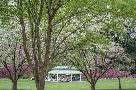 Where To See Cherry Blossoms In Northern Virginia And Dc