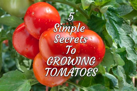 Growing Tomatoes 5 Simple Secrets To A Great Crop
