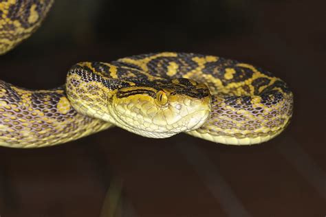 Pit Viper Snake Venom Ajor Png