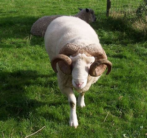 Wiltshire Horn Sheep Breeds Barnyard Animals Heritage