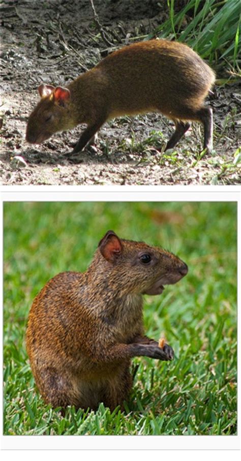 The Sereque Also Known As Agouti They Live In The Yucatan Peninsula