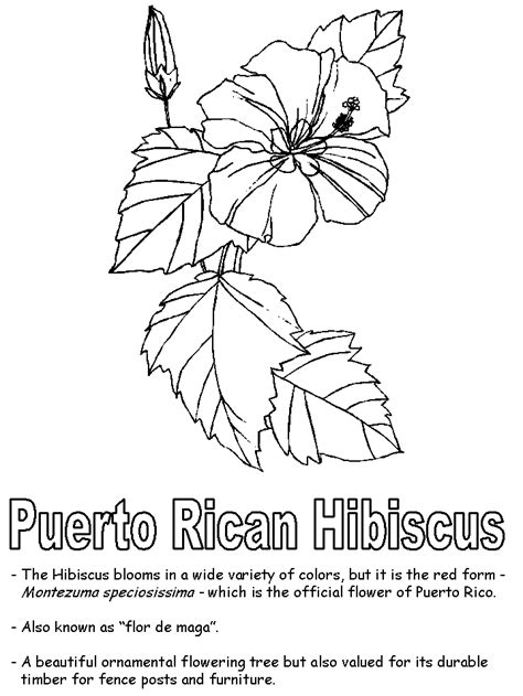 Flor De Maga Hibiscus Flower Hibiscus Free Coloring Pages Coloring