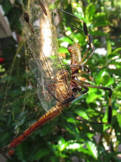Gemini is a cryptocurrency exchange and custodian that offers investors access to 26 coins and tokens. Golden Orb Weaver