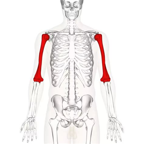 What Is The Function Of The Humerus Bone In The Human Arm Quora