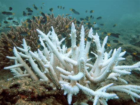 Geoengineering Will Not Save Ocean Life From Acidification