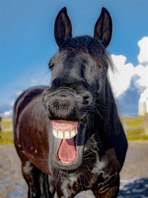 20 Funny Horses Horsing Around That Will Make You Smile Bouncy Mustard