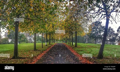 View Along Treelined Alley In Autumn Stock Photo Alamy