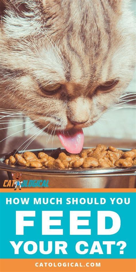 You will soon find out how much your cat eats, if it is not enough she will let you know, believe me. How Much Should I Feed My Cat? The Cat Feeding Guide | Cat ...