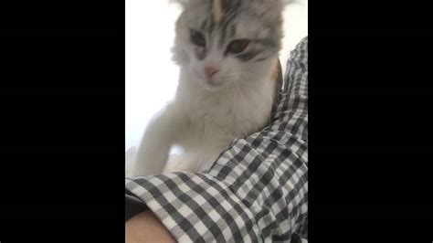 Cute Clingy Cat Rubs Owner And Climbs Through Arms Youtube