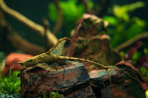 35 Most Exotic Cool Freshwater Fish For Aquarium With Care Tips