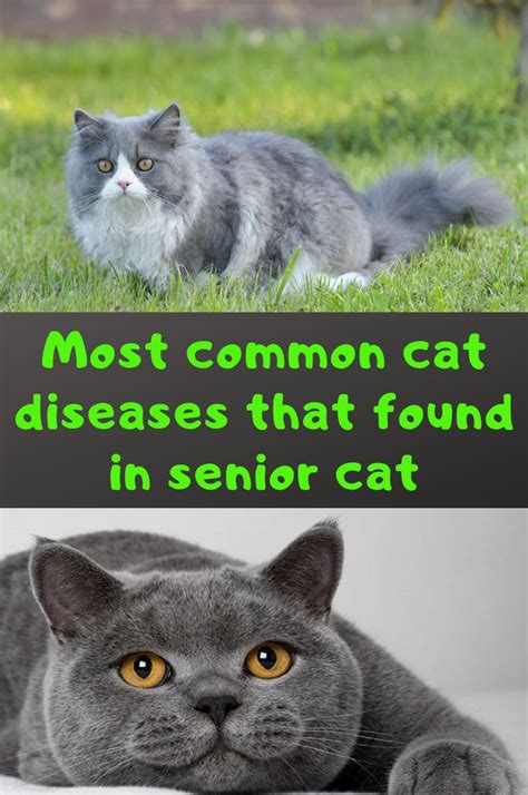 Most Common Cat Diseases That Found In The Senior Cat Cat Diseases