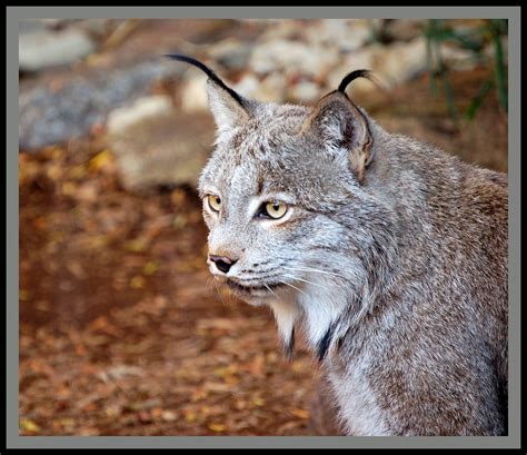 Wildcats North America Lynx Cougar Bobcat Flickr