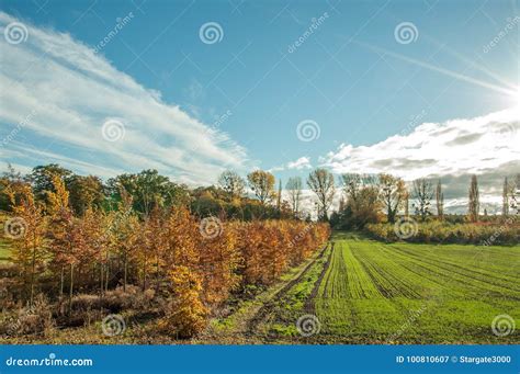 Autumn Trees And Fields In The British Countryside Stock Image Image